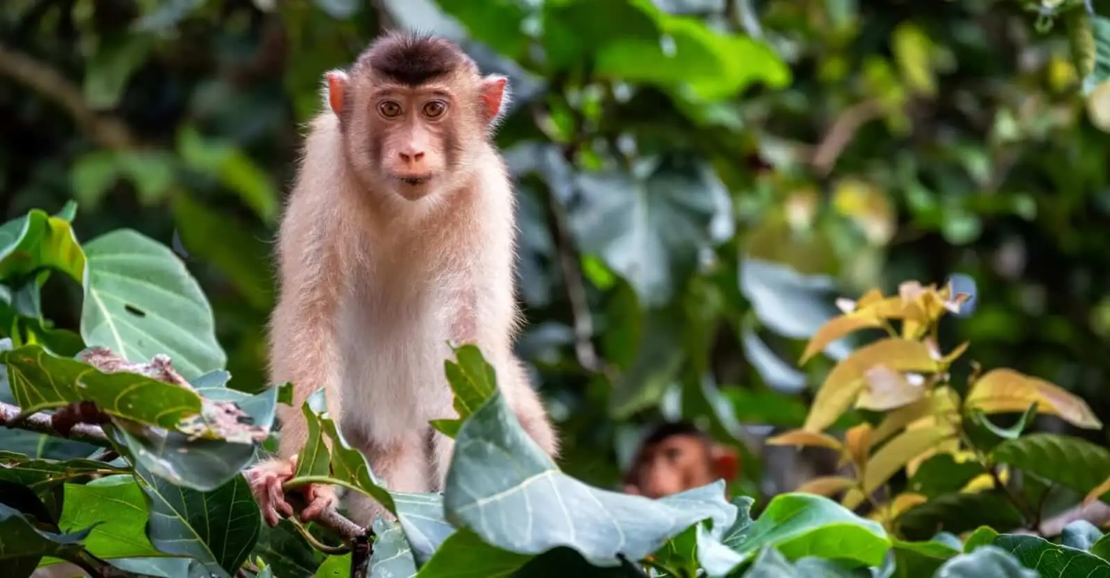 Elephant & monkey sanctuaries
